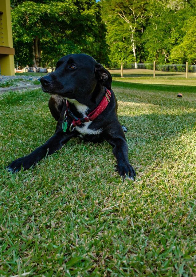 Cairns Homestead Redlynch Pet And Family Friendly Exterior foto